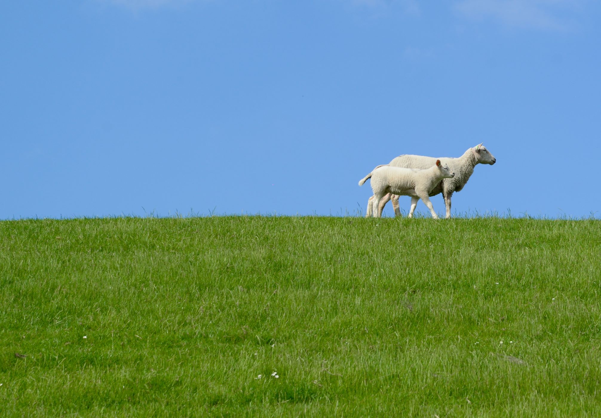 Why Marketers Should be More Like Lambs