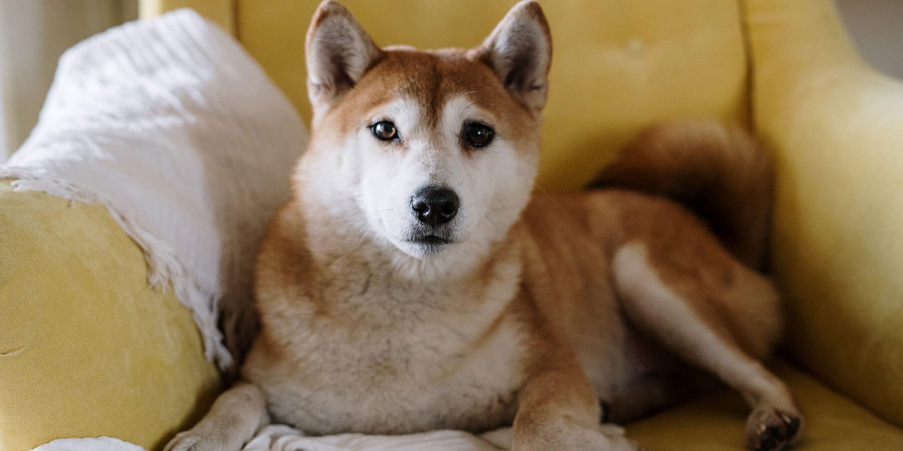 Champion Pet Foods