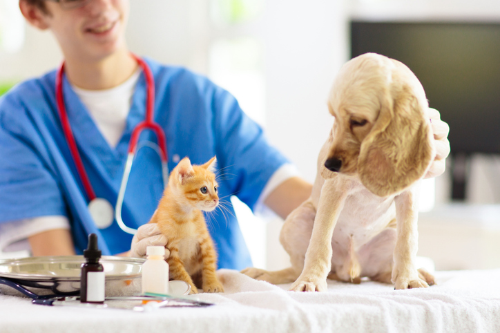 Exploration into Vet Services Acquisition by a Leading National Pet Supplier
