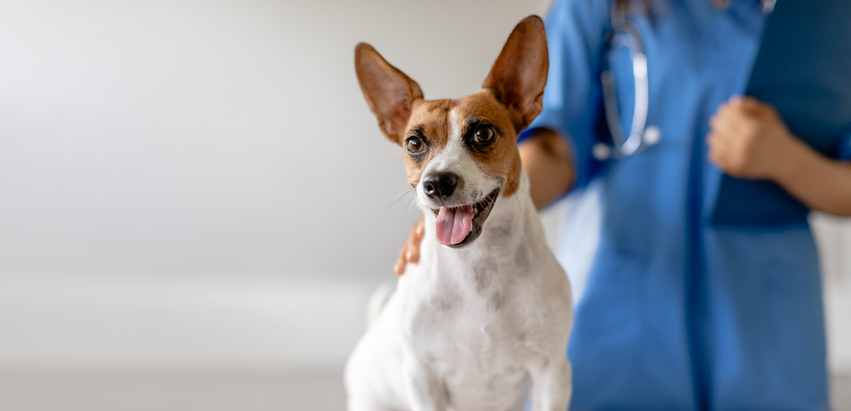 The Evolution of Pet Care